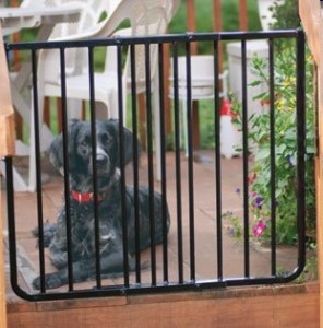 Keep your dog safe during summer get-togethers