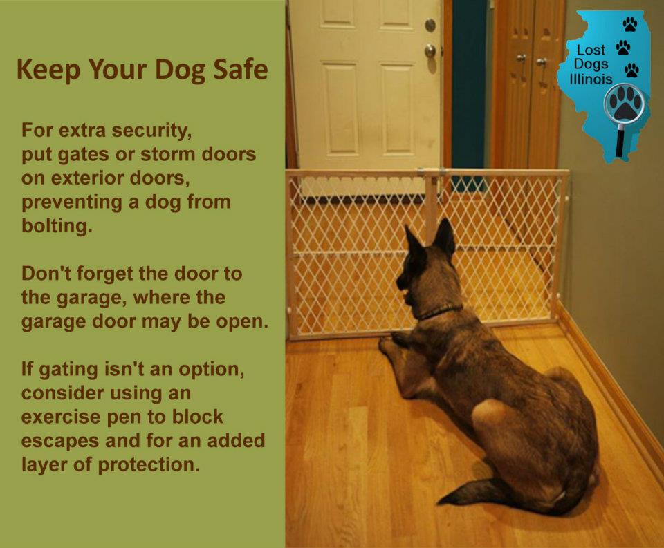 keep your dog safe