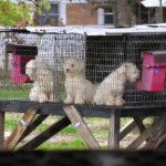 Puppies in a commercial breeding operation*