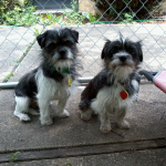 Scruffbug (right) and her brother, Brill