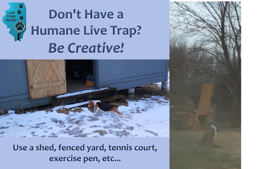 tulip creative trap
