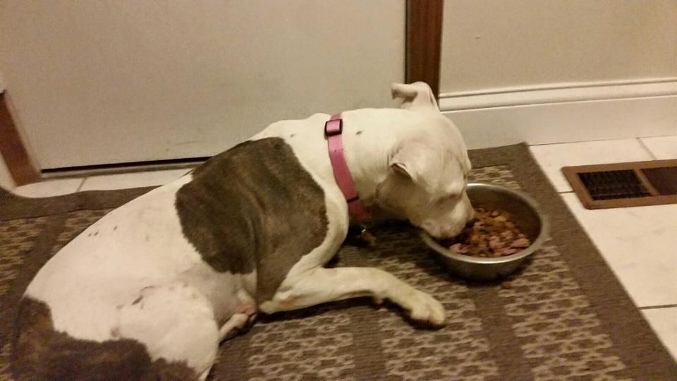 Reva enjoying her first dinner after being reunited.